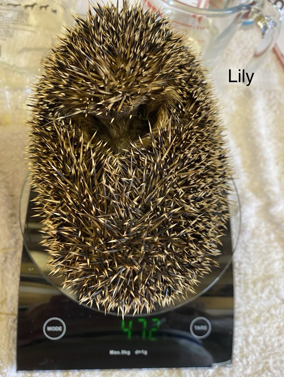 Well I think Lily is making her way to the departure lounge, suitcase in hand, tomorrow she leaves her own lockdown....#hedgehog