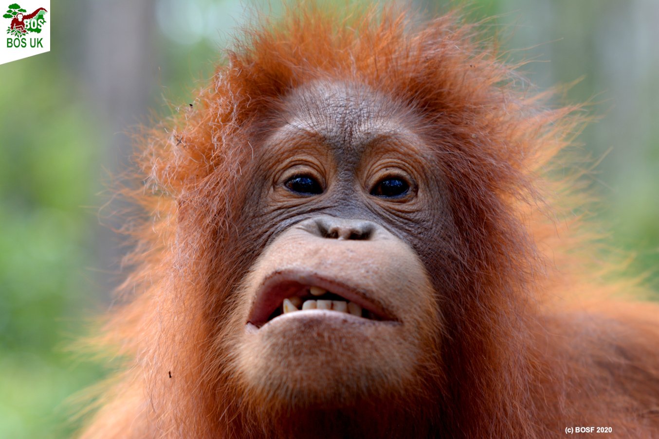 BOS UK on "Had one of those weeks? Cheer up, it's the weekend! Hope yours is a happy one! 🧡🦧🧡 #Cinta #Orangutan #FridayFeeling #Love #Hope #bosuk #NotAPet #BornToBeWild https://t.co/MNH8XRDgjG" / Twitter