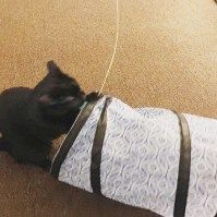 refreshweekly's tweet image. ♪I love cats. I love every kind of cat ♪
@and_reach has had her furbaby for more than a year, and she's a perfect quarantine buddy. buff.ly/2tEruR4
Show us your kitties! #lifeoforchid