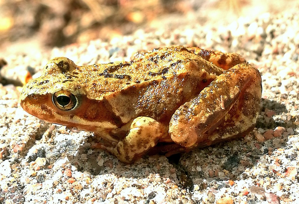 ElseKruskopf's tweet photo. 1) Kohta taas hyppään. Pikkuinen sammakko tuumaa🐸 2) Kesäpäivän kauneutta parhaimmillaan. ☀ 3) Kauan kaivattu ystäväni rantakäärme on palannut. 🐍Olen niin onnellinen❤😃 #jaala #nature #Finland #BeautifulLoveWonderfulLife #grassnake #lakelife https://t.co/TWfGe58cgF