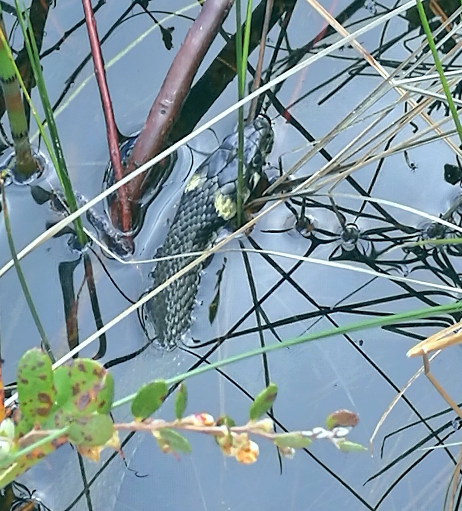 ElseKruskopf's tweet photo. 1) Kohta taas hyppään. Pikkuinen sammakko tuumaa🐸 2) Kesäpäivän kauneutta parhaimmillaan. ☀ 3) Kauan kaivattu ystäväni rantakäärme on palannut. 🐍Olen niin onnellinen❤😃 #jaala #nature #Finland #BeautifulLoveWonderfulLife #grassnake #lakelife https://t.co/TWfGe58cgF