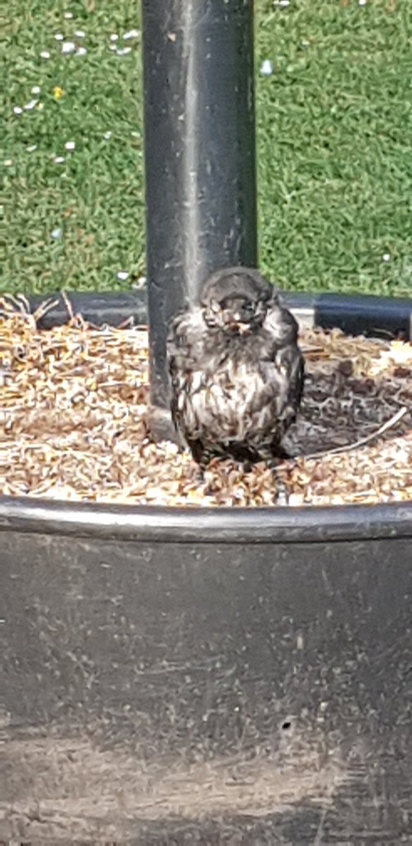 TheKennyCollins's tweet photo. @RSPCA_official some kind of young crow not moving apart from breathing at north east end of Roker Park boating lake (I have rang you and given details via phone). Also, seagull with snapped wing in lake. https://t.co/sEBfWcptjz