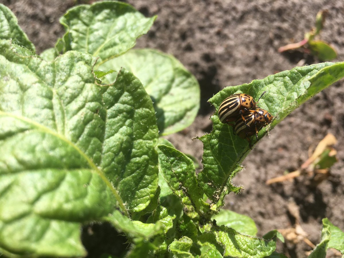 SUwland's tweet photo. Onkruidbestrijding in #suikerbieten waarom? #Daarom en dat met maar 1 bespuiting. Conviso Smart @KWS_Benelux @BayerCropNL Ook volop #coloradokevers βactiefβ en gewoon mooie bieten! #teambayerbenelux #lovemyjob #droog #akker #onkruid #agro #boeren #akkerbouw https://t.co/VxiUSAkcmn
