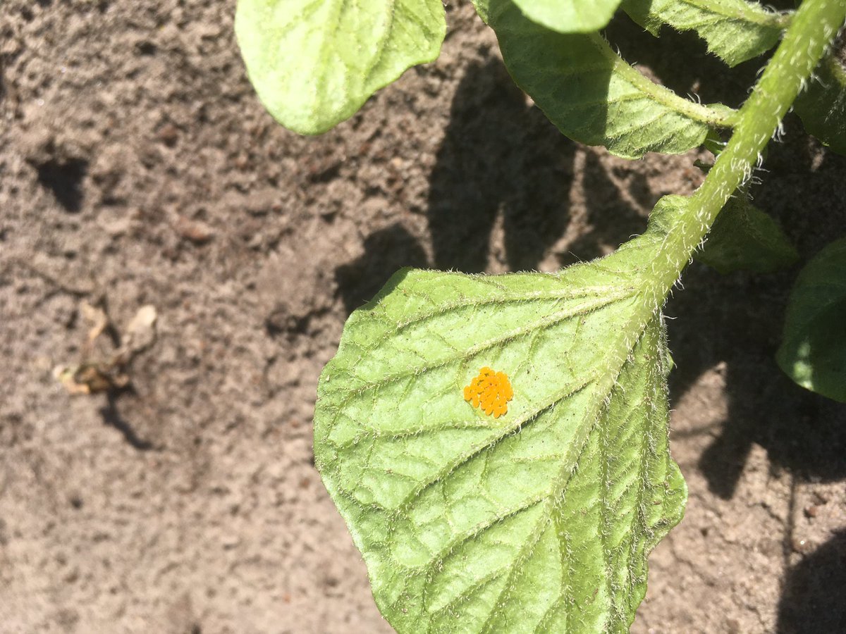 SUwland's tweet photo. Onkruidbestrijding in #suikerbieten waarom? #Daarom en dat met maar 1 bespuiting. Conviso Smart @KWS_Benelux @BayerCropNL Ook volop #coloradokevers βactiefβ en gewoon mooie bieten! #teambayerbenelux #lovemyjob #droog #akker #onkruid #agro #boeren #akkerbouw https://t.co/VxiUSAkcmn