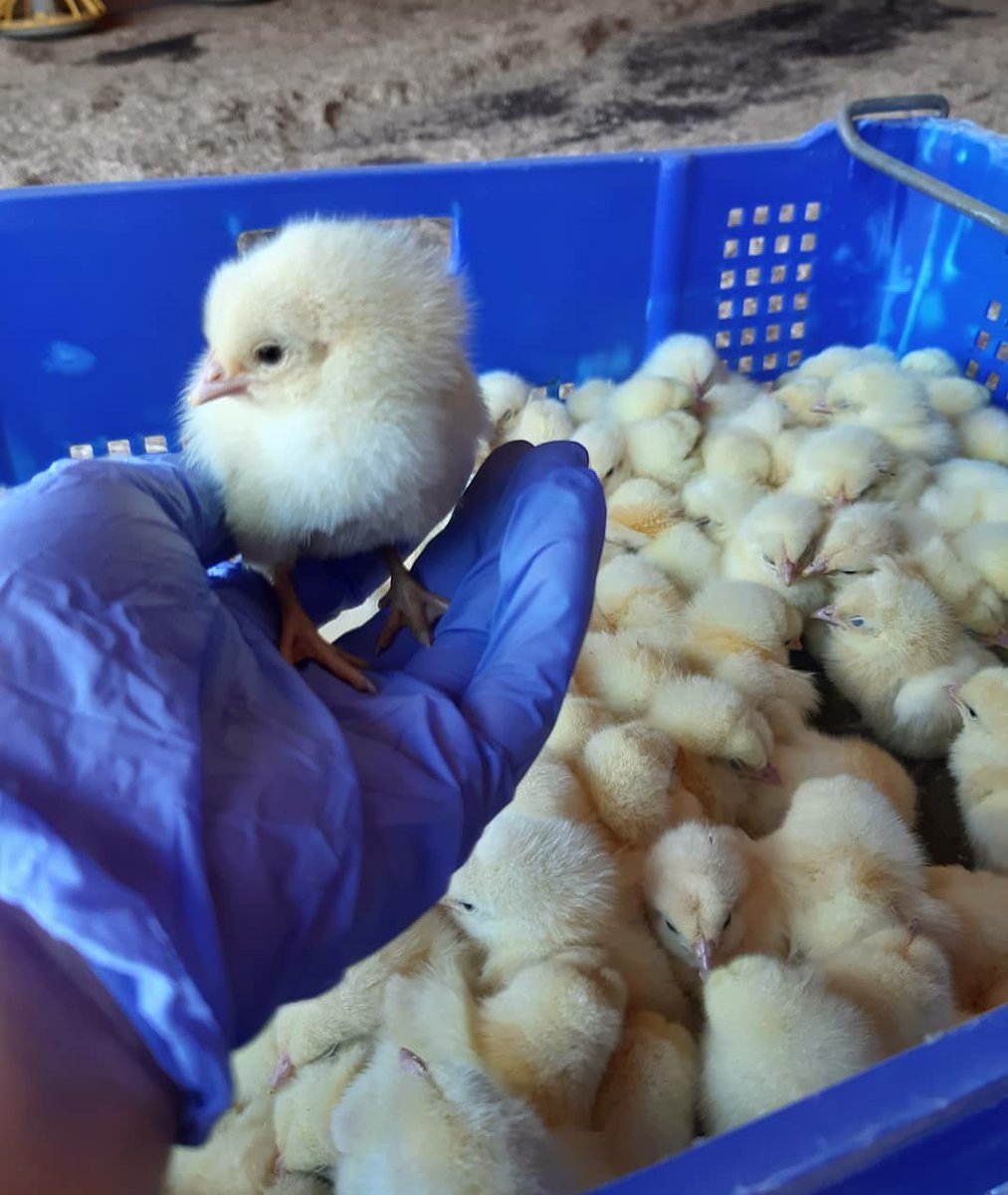 New chick day! 🐥😎🐥
#poultry #ilovechicken #redtractor #broilerfarming #farminguk #chicken #feedthenation #farming #broiler #chickensoftwitter #chicks #buybritish #tipping #tippingchicks