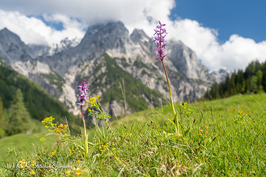 RosaFuermann's tweet photo. Das Klausbachtal im Nationalpark Berchtesgaden mit der Bindalm…

https://t.co/psXbjflj8S

#Bayern #Nationalpark #Berchtesgaden #Klausbachtal #Bindalm #Enzian #Knabenkraut #Alpen #Hängebrücke #Wildbach https://t.co/Bn37dTUhMb