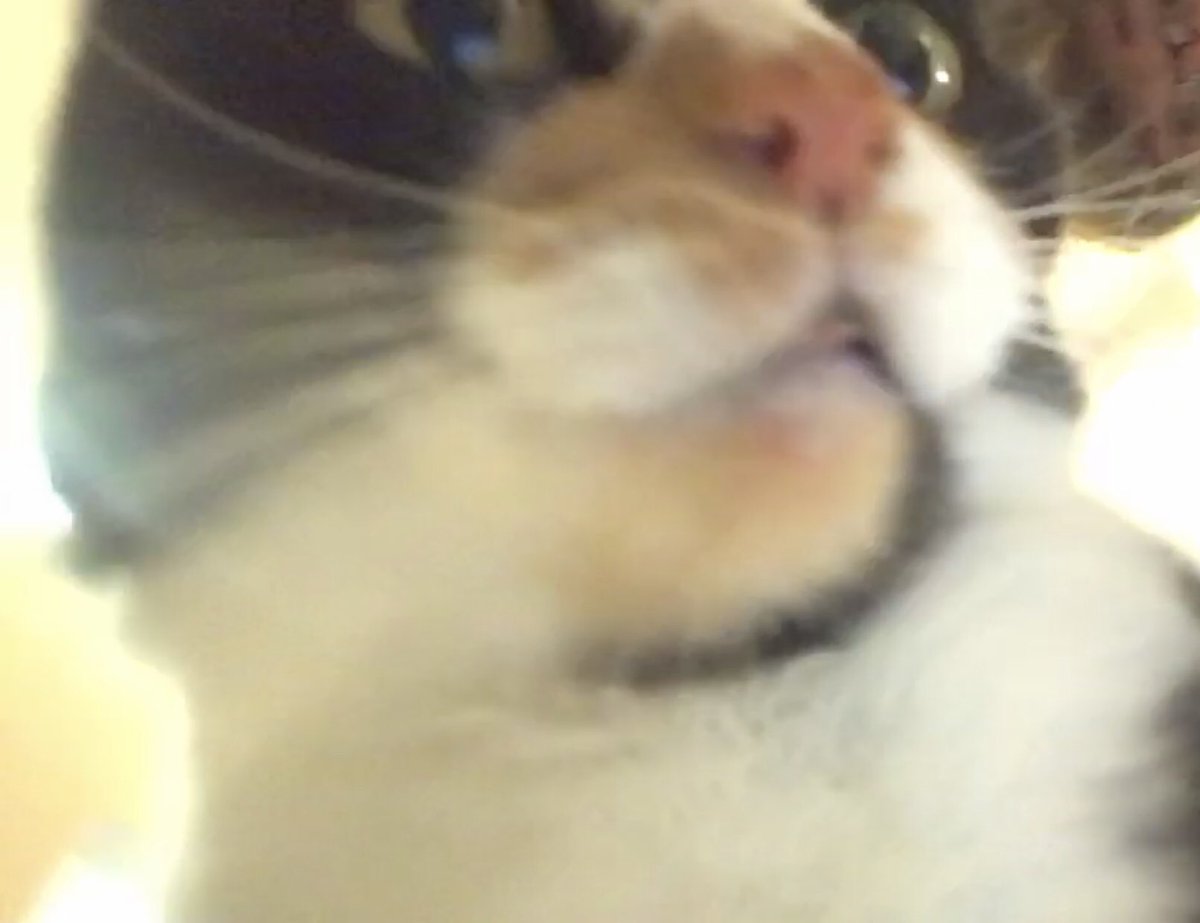 nigel0smith's tweet image. june bug says hi