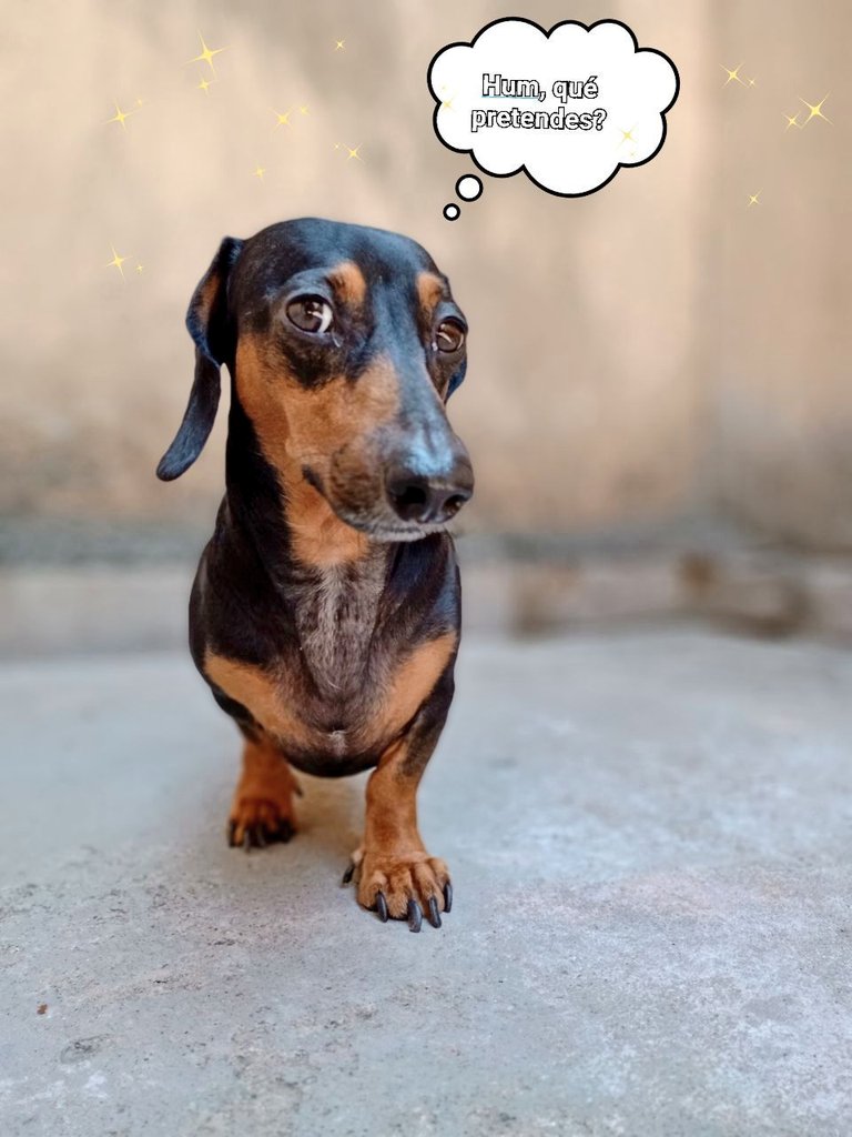 hectorlastra1's tweet photo. @Salchichas_cl Chicho los saluda 🐾 #SalchiPower https://t.co/0suFfvkW9Q