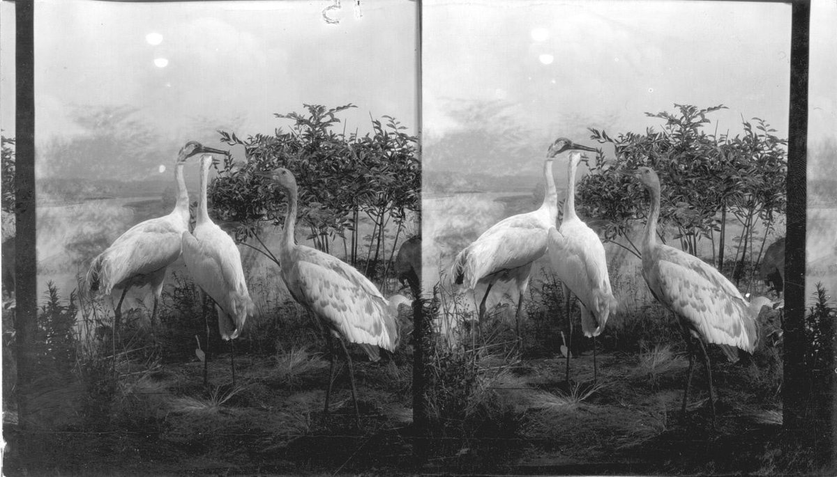 Whooping crane.Philip Brigandi, Keystone View Company (Publisher), "The whooping crane, formerly in the Miss. Valley, now rare ...(Inscription)", 1927, gelatin silver contact print, Keystone-Mast Collection, UCR/California Museum of Photography,.