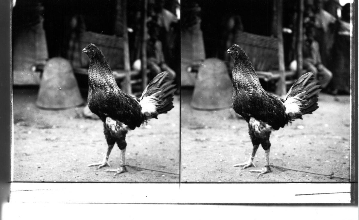 Rooster.C. H. Graves Company (Publisher), "A FILIPINO GAMECOCK. The 'National Bird' of the Philippines. (Inscription)", 1902, gelatin silver contact print, Keystone-Mast Collection, UCR/California Museum of Photography, University of California, Riverside.