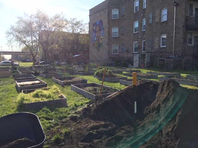 We have doubled the size of our community garden growing space, in order to grow more food and herbal medicine to giveaway to our neighbors.