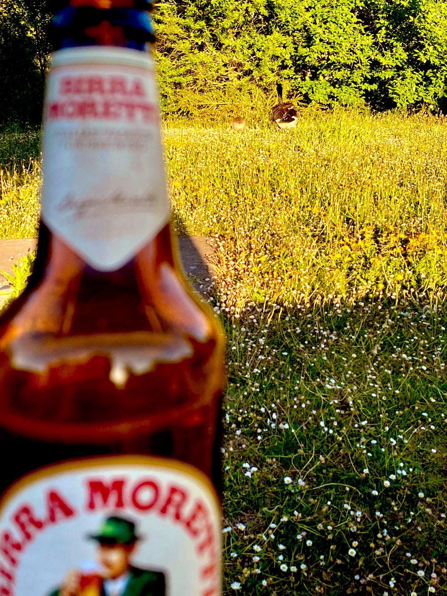 Gabriel Negrão tweet media