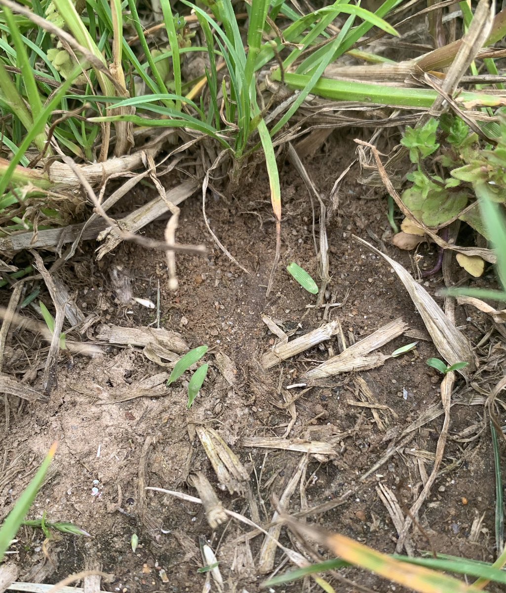 tuckturf's tweet photo. Goosegrass has emerged at Hort Farm 2 in thin turf areas with a history of infestation. https://t.co/cATMJgtkod