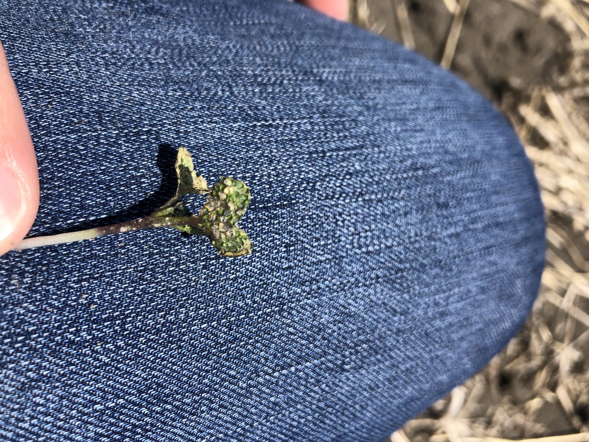 Ashley Metke tweet media