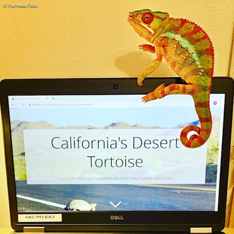 Defenders's tweet photo. Pamela Flick, our California program director, &amp; Cosmic Charlie are working to provide stronger protections for #deserttortoises. Charlie’s really concerned for his imperiled cousins &amp; this map highlights the threats the species faces: https://t.co/28ygvkwX03 #RemoteDefending https://t.co/i7JNCHAimX