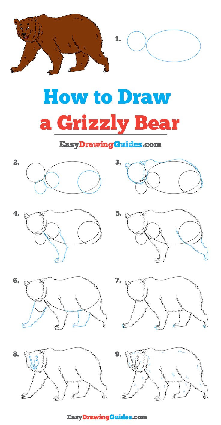 grizzly bear drawing step by step