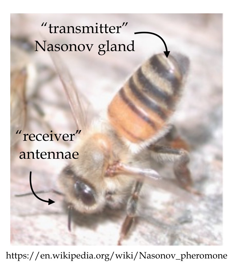 3/n We show that the bees collectively solve this problem by utilizing a behavior called “scenting”, where individual bees raise their abdomens to expose the pheromone Nasonov gland.