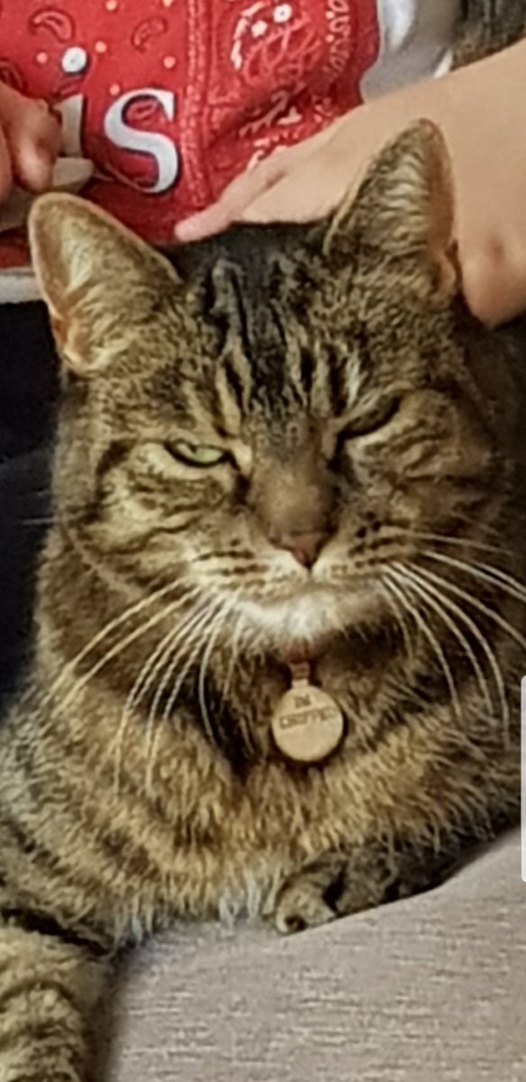 rednosebag's tweet photo. @therealboon I had a right nowty moggy last week as you didn't say hiya to Tabby the Knobber - I think you'll have to play Frontier Psychiatry by The Avalanches to make it up to her because that cat needs therapy! #DiscoRescue #BoonArmy #GrumpyBastard #TabbyTheKnobber https://t.co/Mo0i0CLRzo