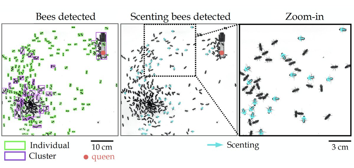 7/n To identify scenting events, their location, and direction,  @greg_stephens &  @bozeklab developed a novel high-throughput  #MachineLearning image analysis scheme that allows us to to track the search and aggregation dynamics of the bees