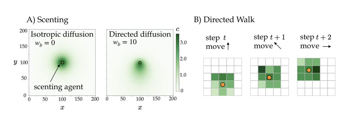 10/n To better understand such a flow-mediated directional communication strategy, we connect our experimental results to an  #AgentBasedModel where virtual bees with simple, local behavioral rules, exist in a flow environment, and alternate between “Scenting” to “Directed Walk”.