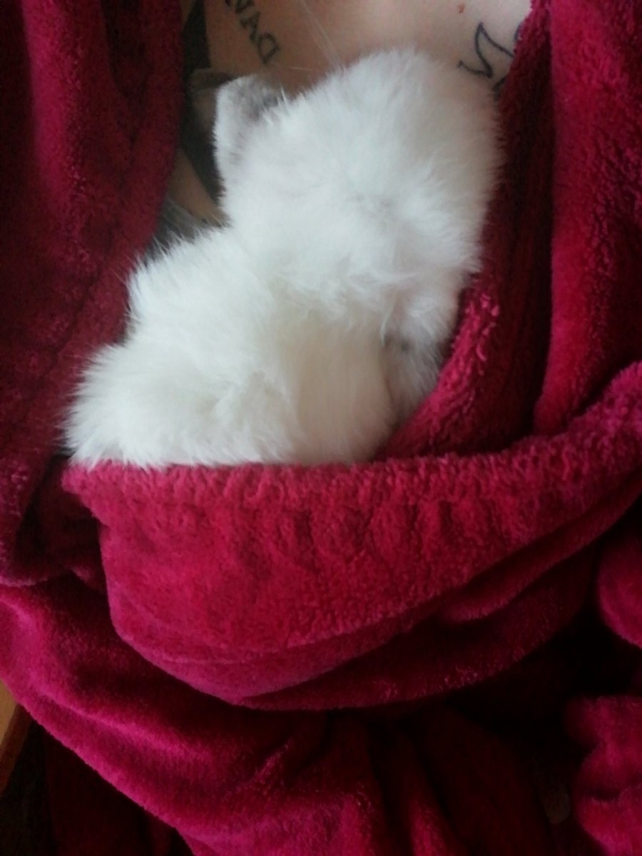Snuggles!! ❤️❤️ #minilops #rabbit #babybunny #sleepingbaby #snuggles
