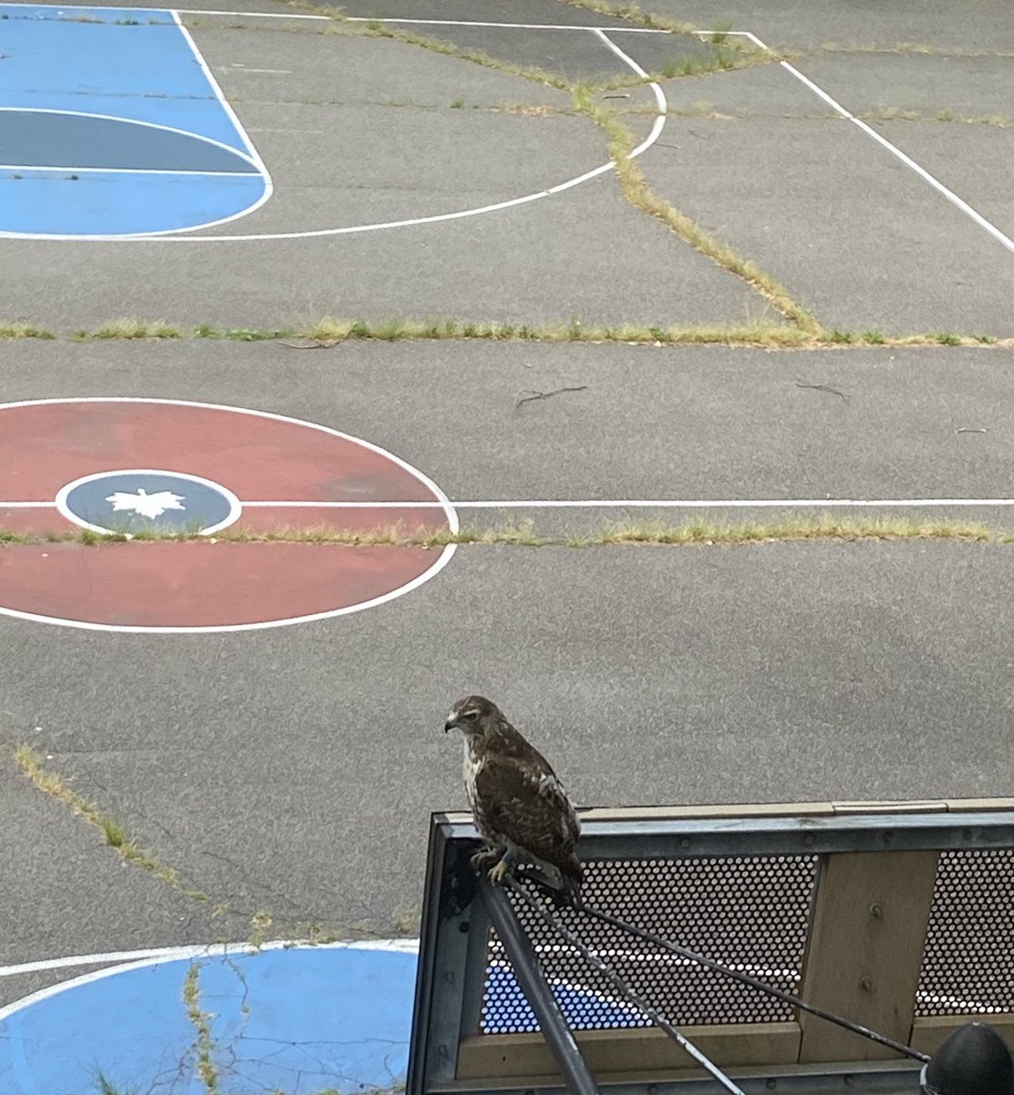 Even the hawks miss hoops in Riverside Park ⁦<a href="/BirdCentralPark/">Manhattan Bird Alert</a>⁩