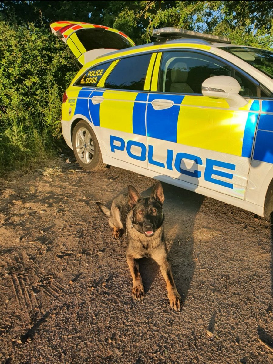 ASPoliceDogs's tweet image. PD Clover, one of our newly licensed PD's has just located a missing person in the south somerset area. The police dog team quickly located the misper, who is now receiving the care they needed.🐾👍 @ChSuptArmes