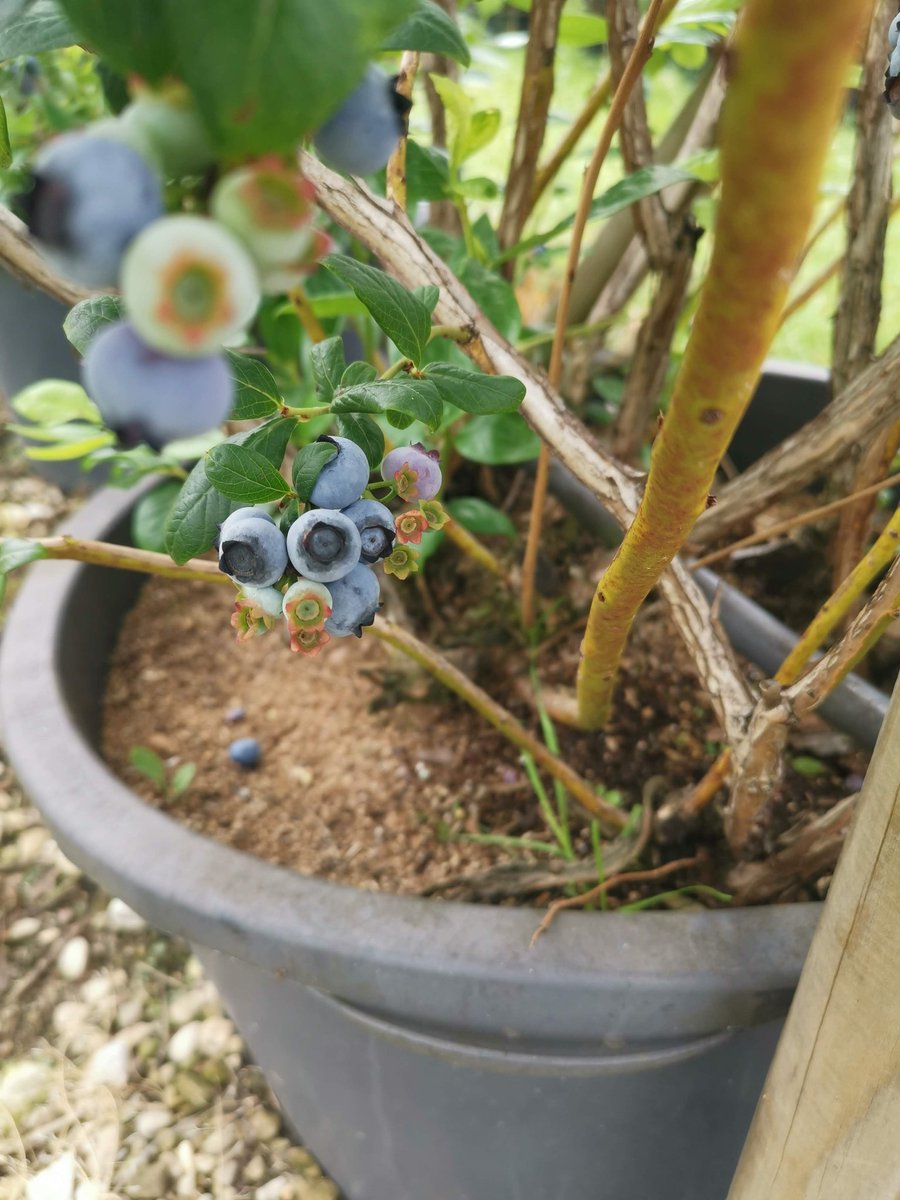 زيارة لي سابقا لمزرعة التوت بأنواعه والفراولة والكرز العضوية في ألمانيا لاحظت أنهم مايزرعوا التوت في...