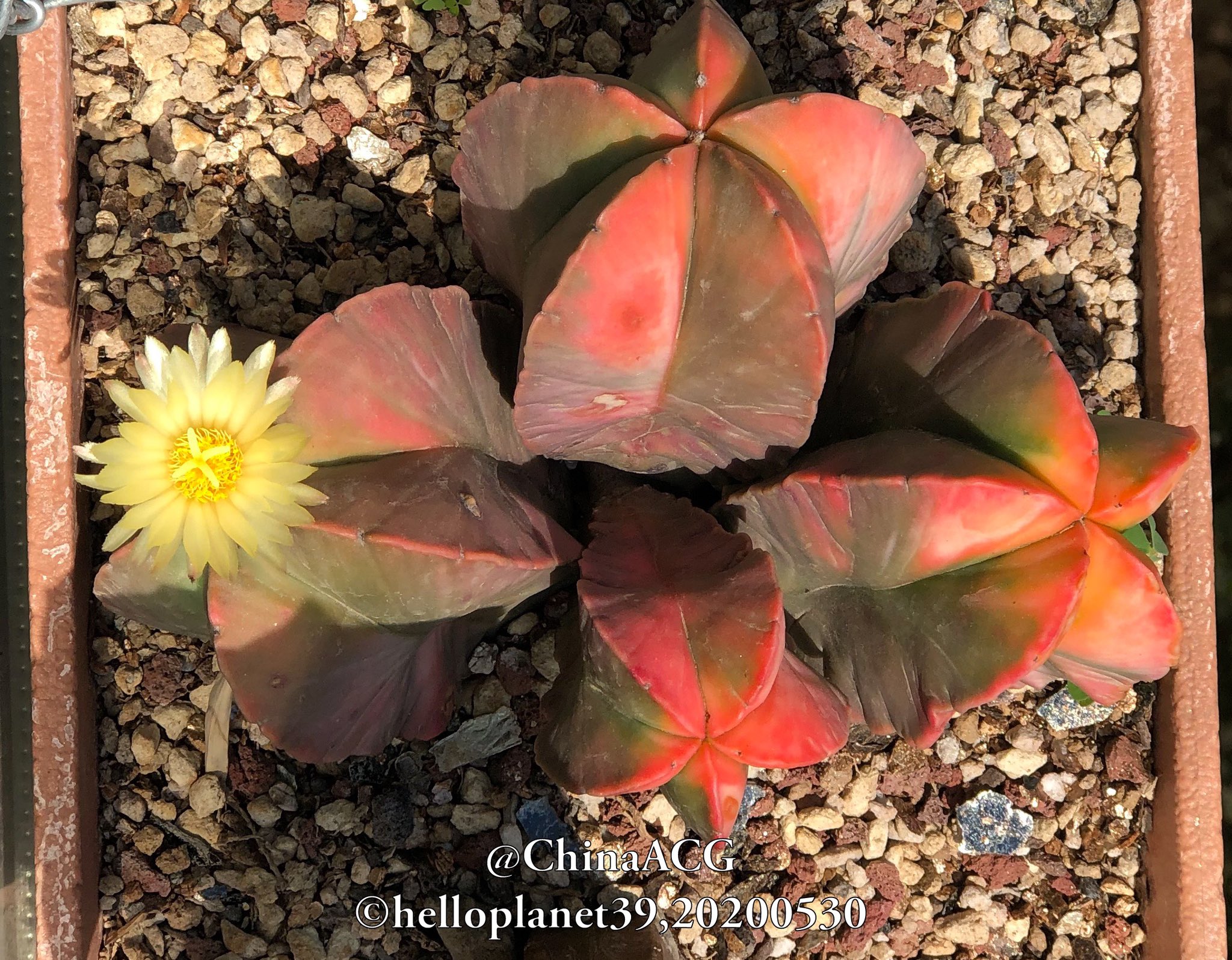 西山隐士on Twitter Direct Sunlight Difference In Temperature Glow 直射日光 溫度差 斑斕 Astrophytum Myriostigma Cacti Cactus 仙人掌 サボテン Succulent 多肉植物 Botanic 园艺 園芸https T Co Zrsgyfu21b Twitter