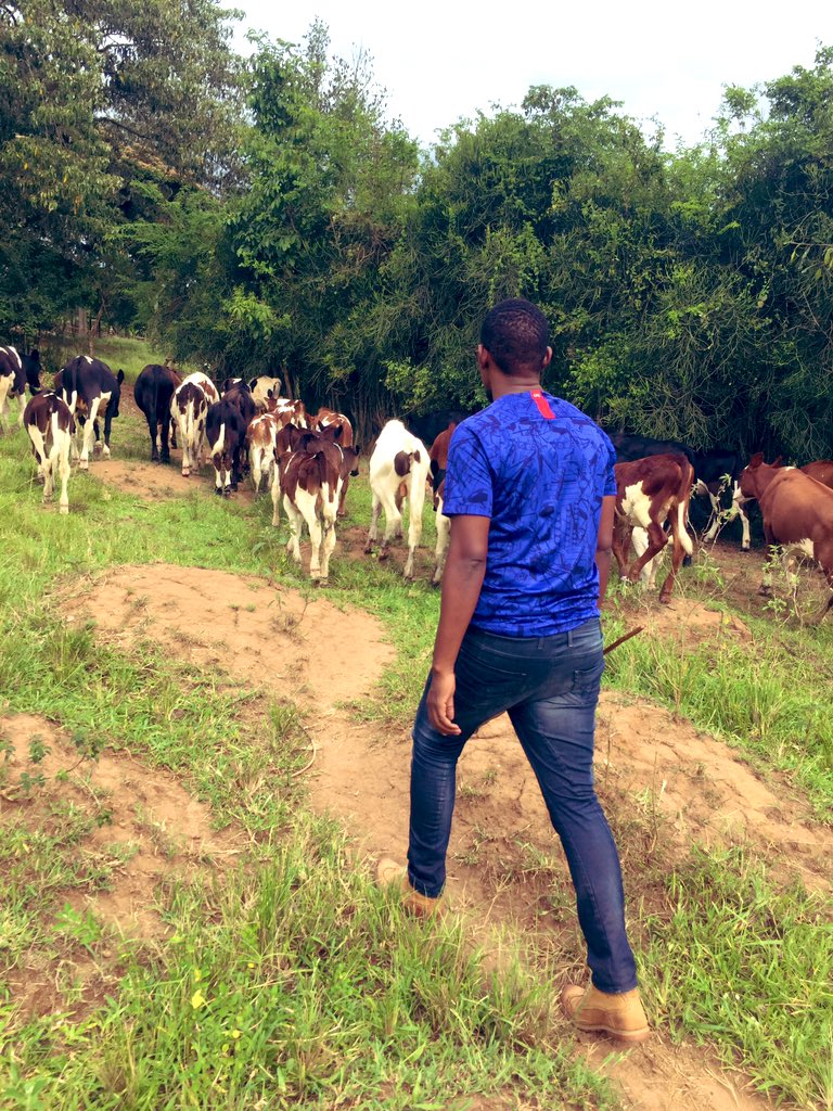 Novine_Farm's tweet image. “Without my cattle, my wallet would be full but my heart would be empty”
#HerdMentality