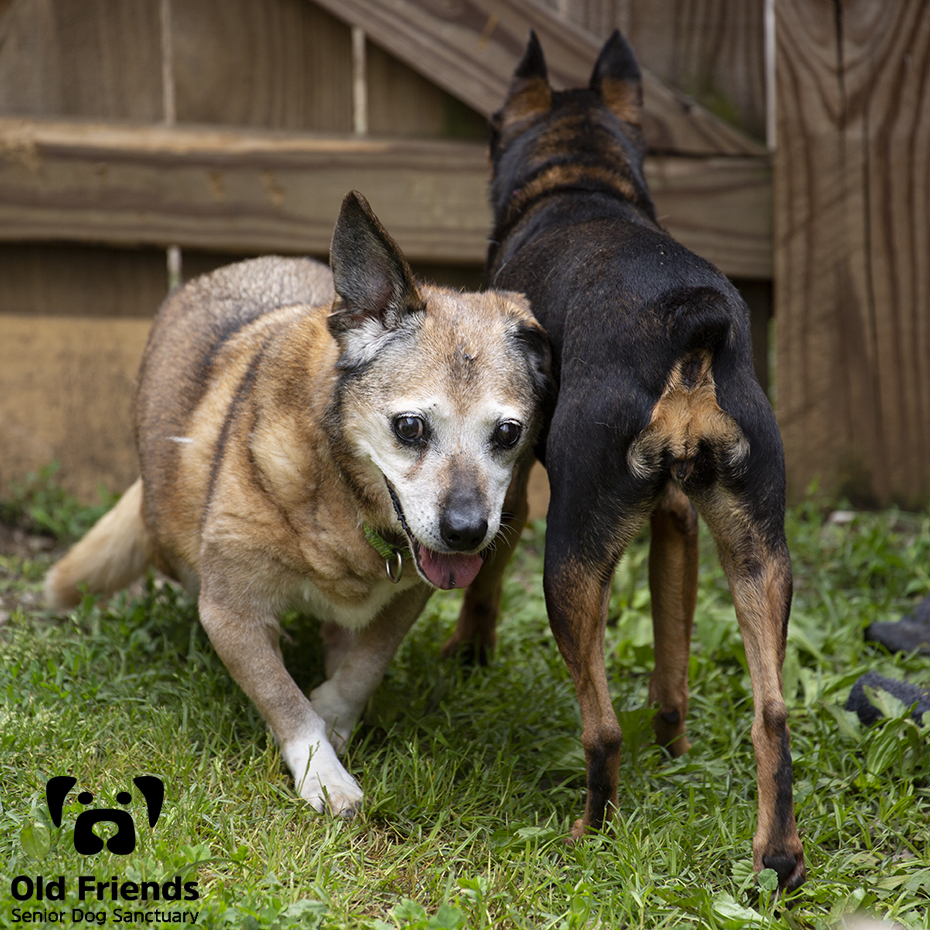 oldfriendssds's tweet photo. The comings and goings of OFSDS- Prissy and Lil Bit
#ofsds #ofsdsprissy #ofsdslilbit #seniordogs https://t.co/Fc1hiy1rlH