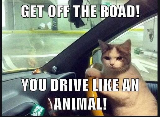 DrivingUniv's tweet photo. Friday Giggle.. #DrivingUniversity #DefensiveDriving #TrafficSchool #TicketDismissal #DriverImprovement #Easy #Online #AutoInsurance #Insurance #SaveMoney #Premium #DMV #Driving #TrafficTicket #Citation #Savings #Discount #DefensiveDrivingCourse https://t.co/36nXAXVd2k