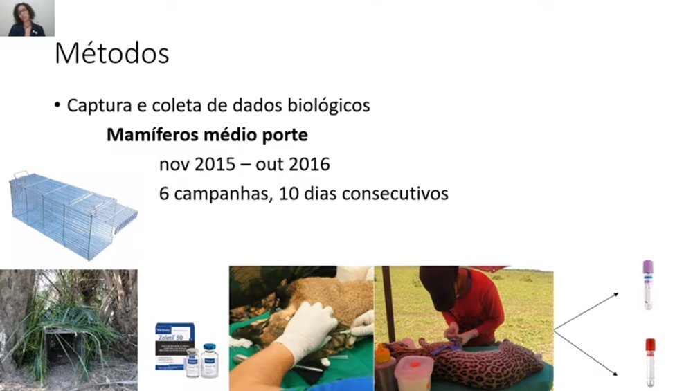 zaiortega_'s tweet photo. Wanessa Barreto is presenting her PhD qualification on Trypanosoma parasites' ecology and transmission in #Pantanal mammals
#cafeco #ppgec #ufms #ecology #parasitology #womeninSTEM https://t.co/wB079Khkje
