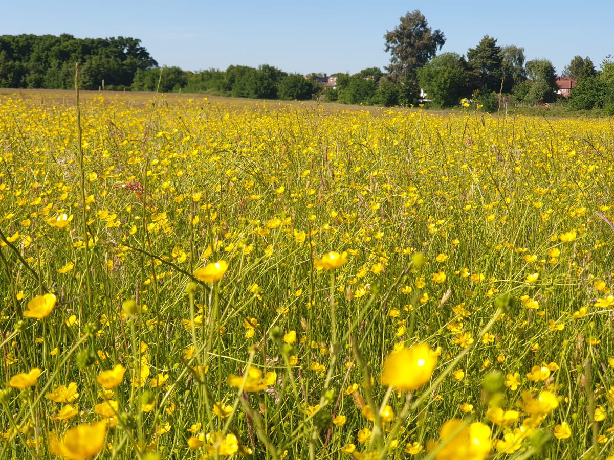 Amy Chapman tweet media