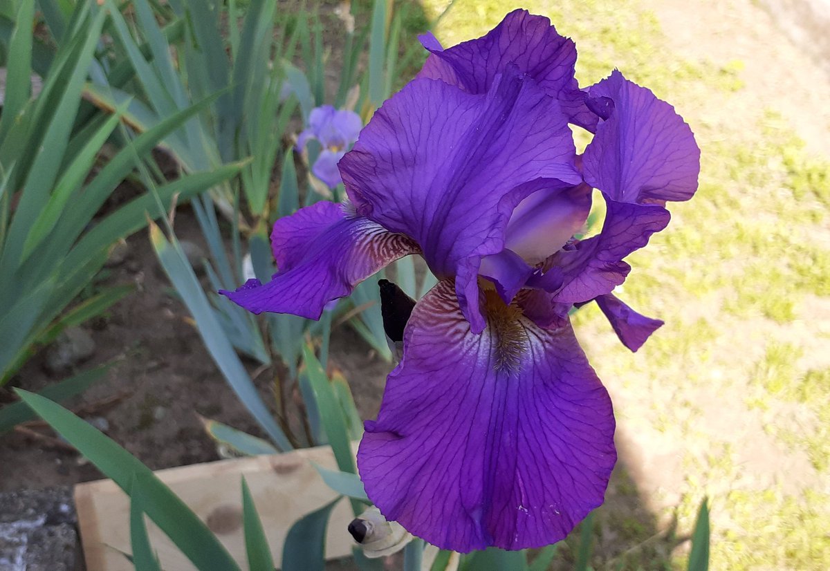 gardendesign_it's tweet photo. Here are some Italian historic #irises of my collection: 'Monica'(G.G.Bellia pre 1987), 'Beghina' (G.Sgaravatti 1949), 'Zerlina' (N.Stross 1962), 'Lola'(N.Stross 1958) #historiciris, #gardening,#worldofirises ,#loveiris ,@TweetAIS https://t.co/r24tUCD9tF