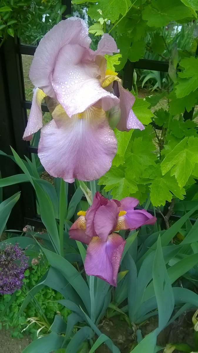 gardendesign_it's tweet photo. Here are some Italian historic #irises of my collection: 'Monica'(G.G.Bellia pre 1987), 'Beghina' (G.Sgaravatti 1949), 'Zerlina' (N.Stross 1962), 'Lola'(N.Stross 1958) #historiciris, #gardening,#worldofirises ,#loveiris ,@TweetAIS https://t.co/r24tUCD9tF