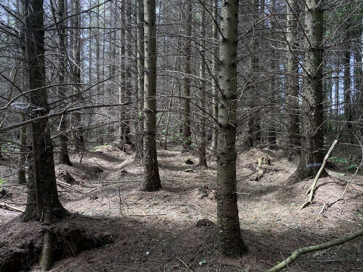 sometime in the 20th century Brantry Wood was acquired by state foresters. at this time, the routine treatment for ancient woodland that found its way into state ownership was to destroy the original semi-natural woodland and replace it with a crop of commercial conifers (pic)