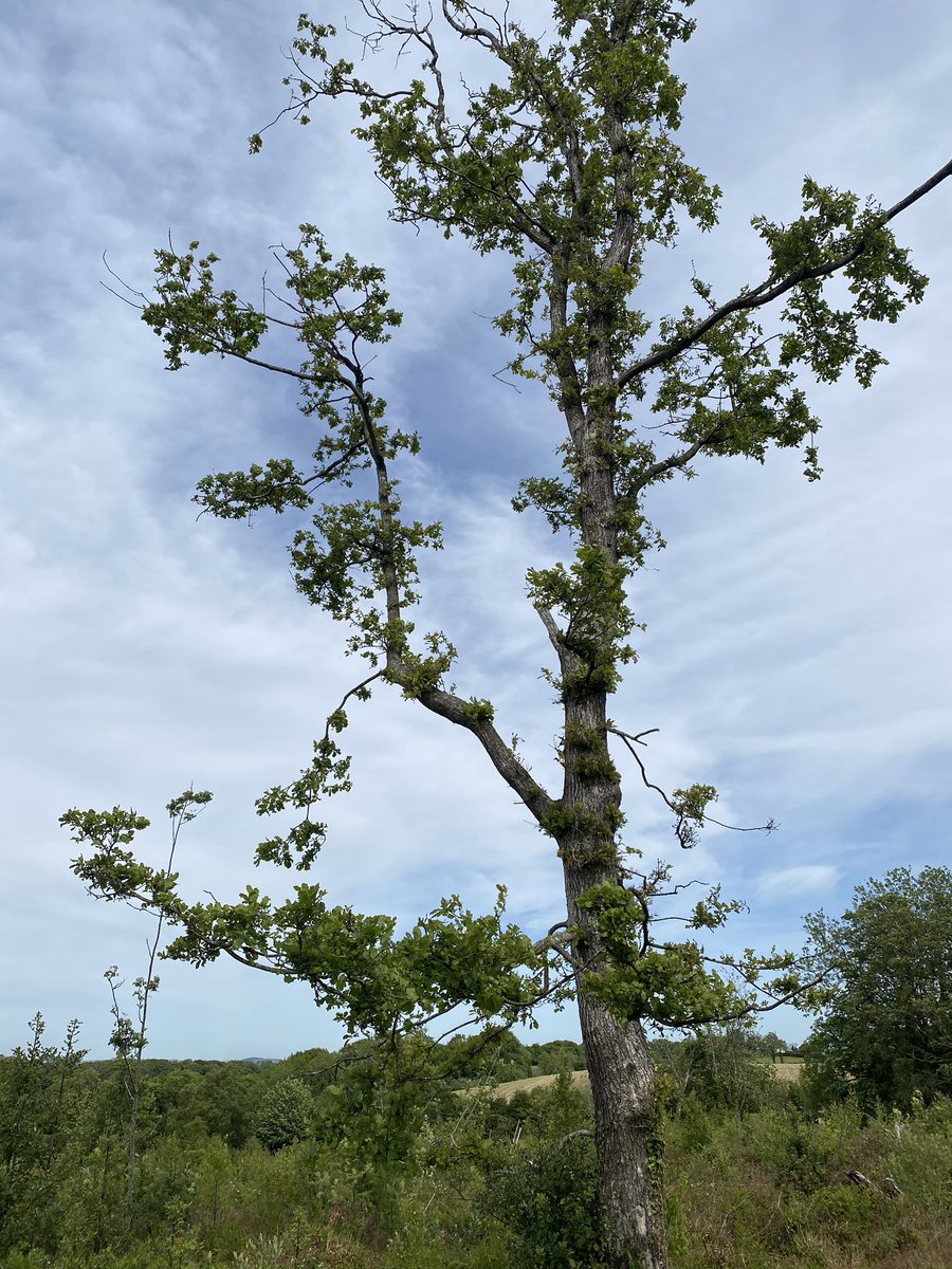 this has also given some of the surviving oaks the space they need to thrive- the leafing close to the trunk is 'epicormic growth', a response to increased light