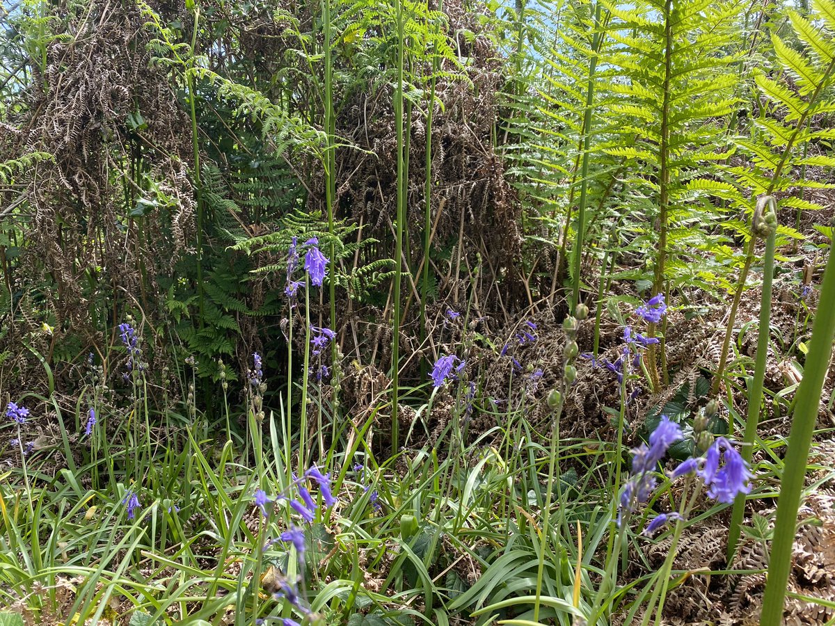 the woodland wildflowers are spreading back out too, ft. bluebells, yellow pimpernel, woodruff and wood anemone. the ingredients for a spectacularly rich future woodland are all there