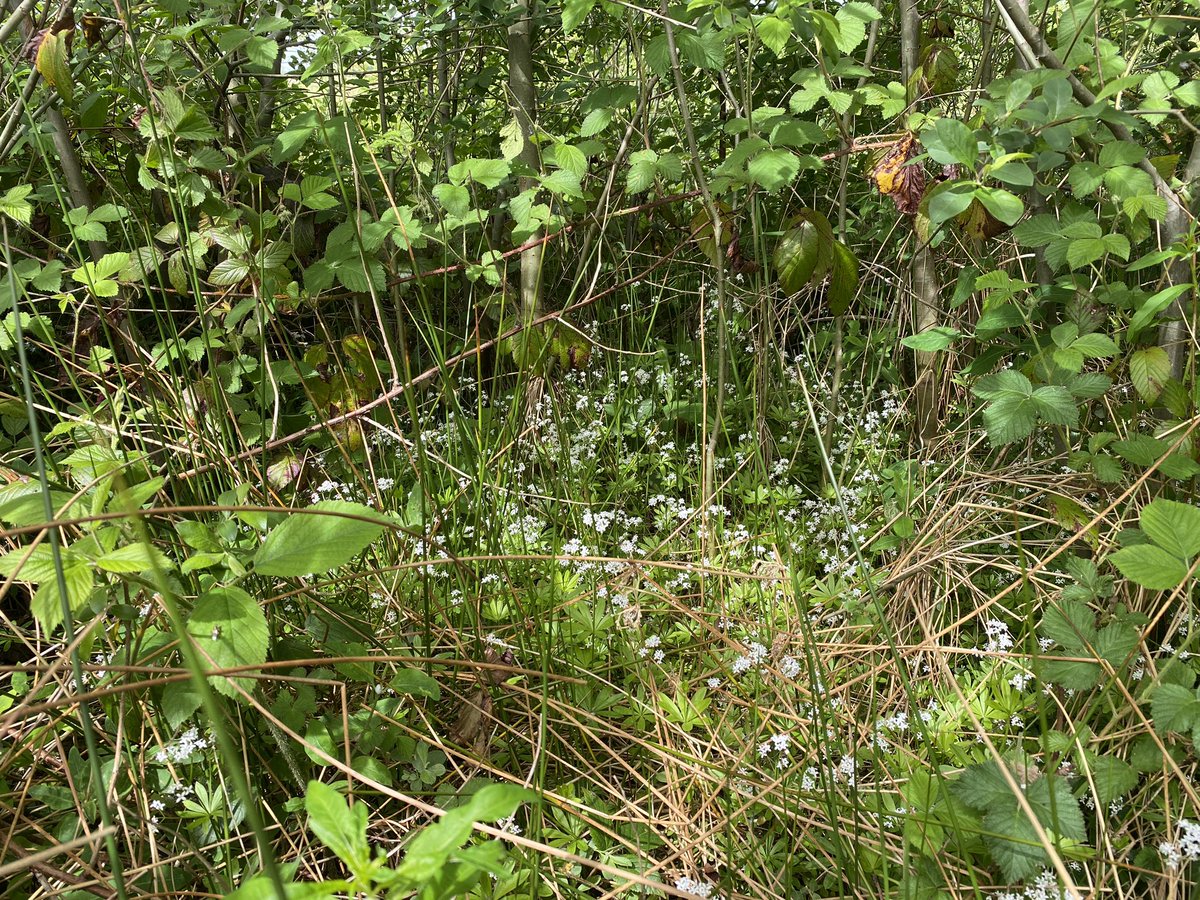 the woodland wildflowers are spreading back out too, ft. bluebells, yellow pimpernel, woodruff and wood anemone. the ingredients for a spectacularly rich future woodland are all there