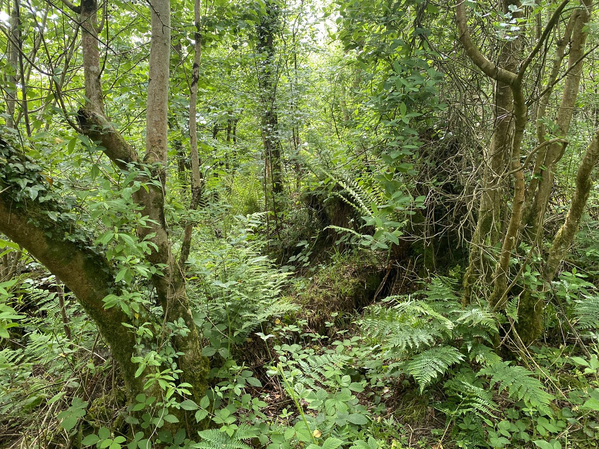 its great to see the mistakes of the past being corrected as best we can at sites like Brantry. thank you  @ForestServiceNI for your work here. now we just need to scale it up to the rest of NI's damaged ancient woods  @edwinpootsmla