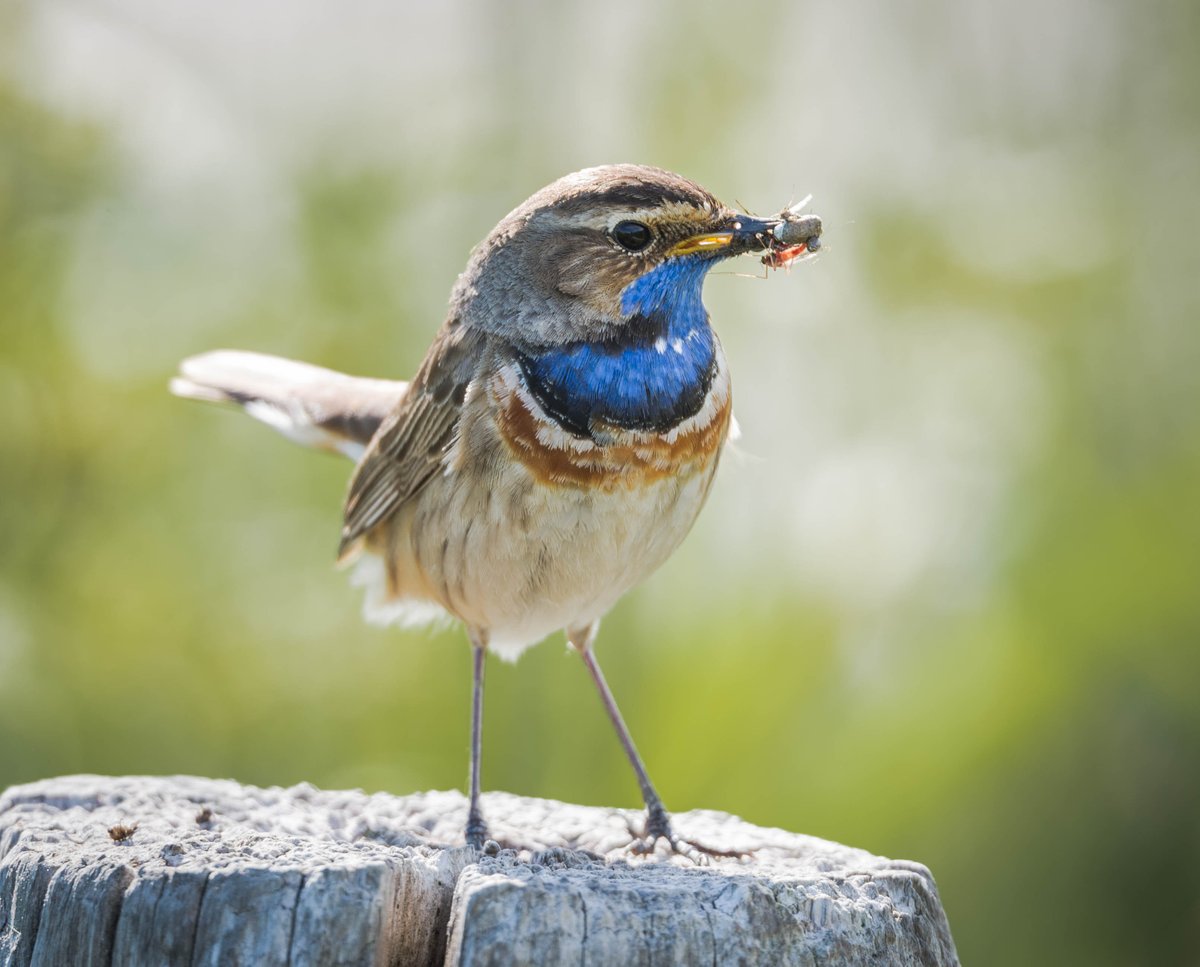 BertDopstra's tweet photo. Bluethroat. https://t.co/B99rars9aj