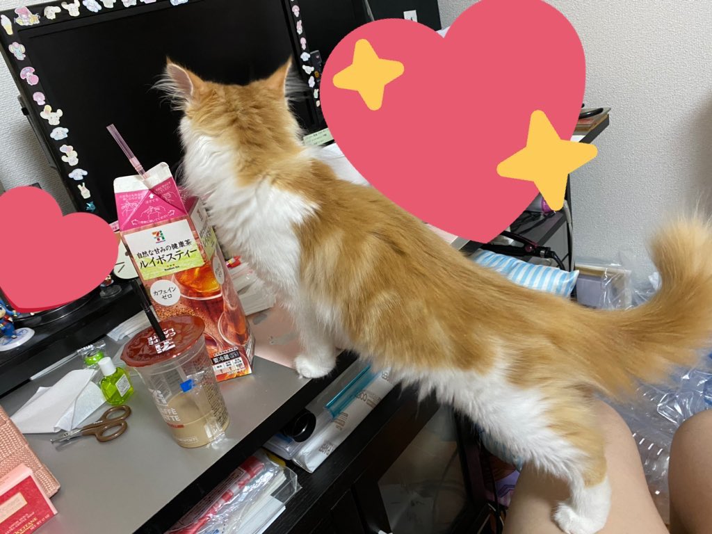 のるちゃん まんちっち 飼い主の飲み物にめちゃくちゃ興味津々な好奇心旺盛な子猫です ノルウェージャン ノルウェージャンフォレストキャット 猫好きさんと繋がりたい 猫 子猫 もふもふチャレンジ
