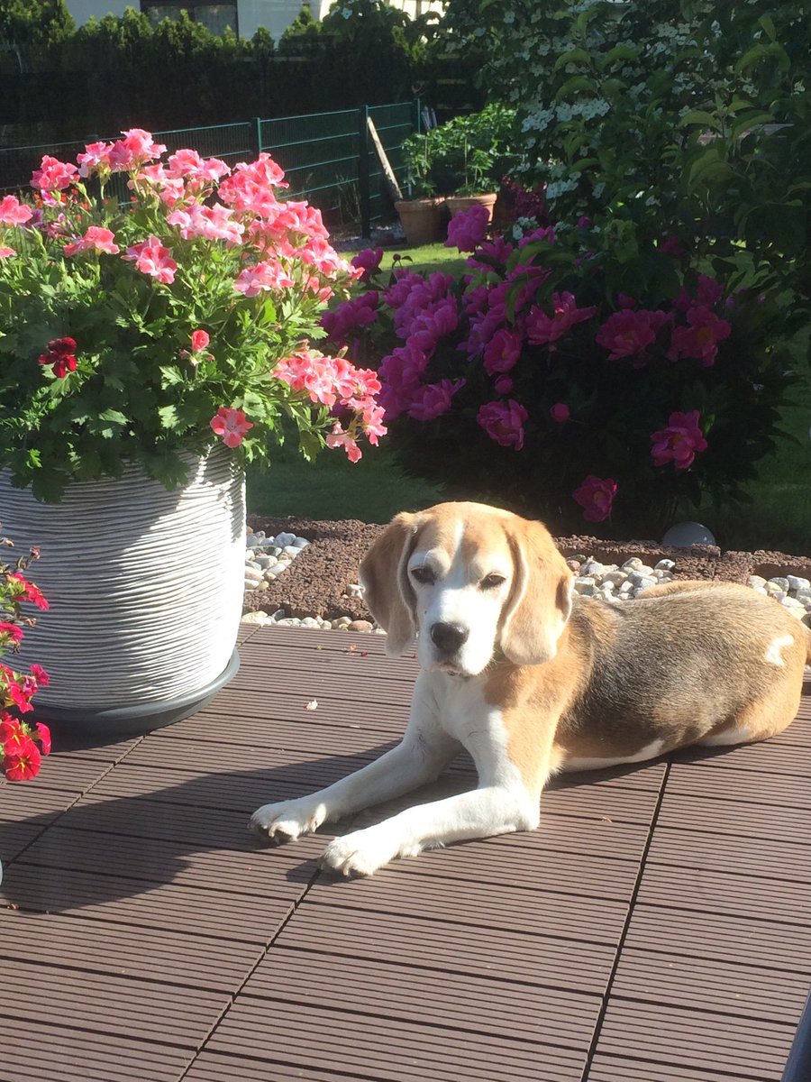Elke___Wagner's tweet photo. Schöne #Pfingsten wünscht #Beagle Amy allen #Hundeliebhaber https://t.co/8UQppZBa0E