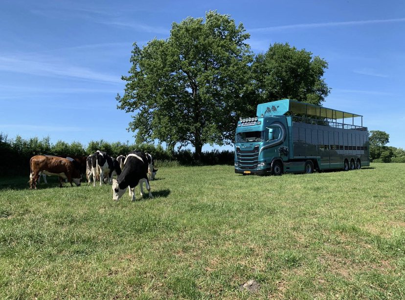 stonejoe250's tweet image. Another cracking bunch of #procross heifers brought in this week from Sweden! Top class transport with animal welfare top priority especially in this heat! #dairy365 #Sweden #imports