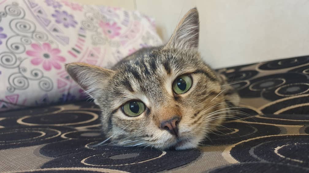 Whaaaaatttt ?
After my moving video I sold just 40 copies of my book??
Ok , I know ..
I’m sure .
everyone here hate me .
None of you love me .
You want to see me hungry 
You want to see me mistreated..?
Ok ok I will give you last chance 
Click and order👇🏼
ernestosanctuary.org/product/maximu…