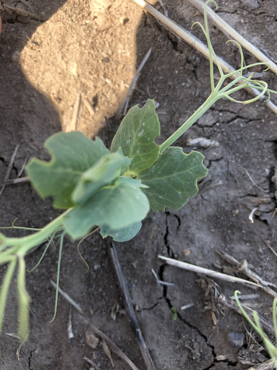 BrandonAngle5's tweet photo. Make sure your watching your peas if you didn’t add any insecticide as seeing lots of pea leaf weevil out there. Also get them early when still feeding on clam leaf or it’s a waste of money if not to spray. #darnbugs #peaweevil https://t.co/C93fBP4UGQ