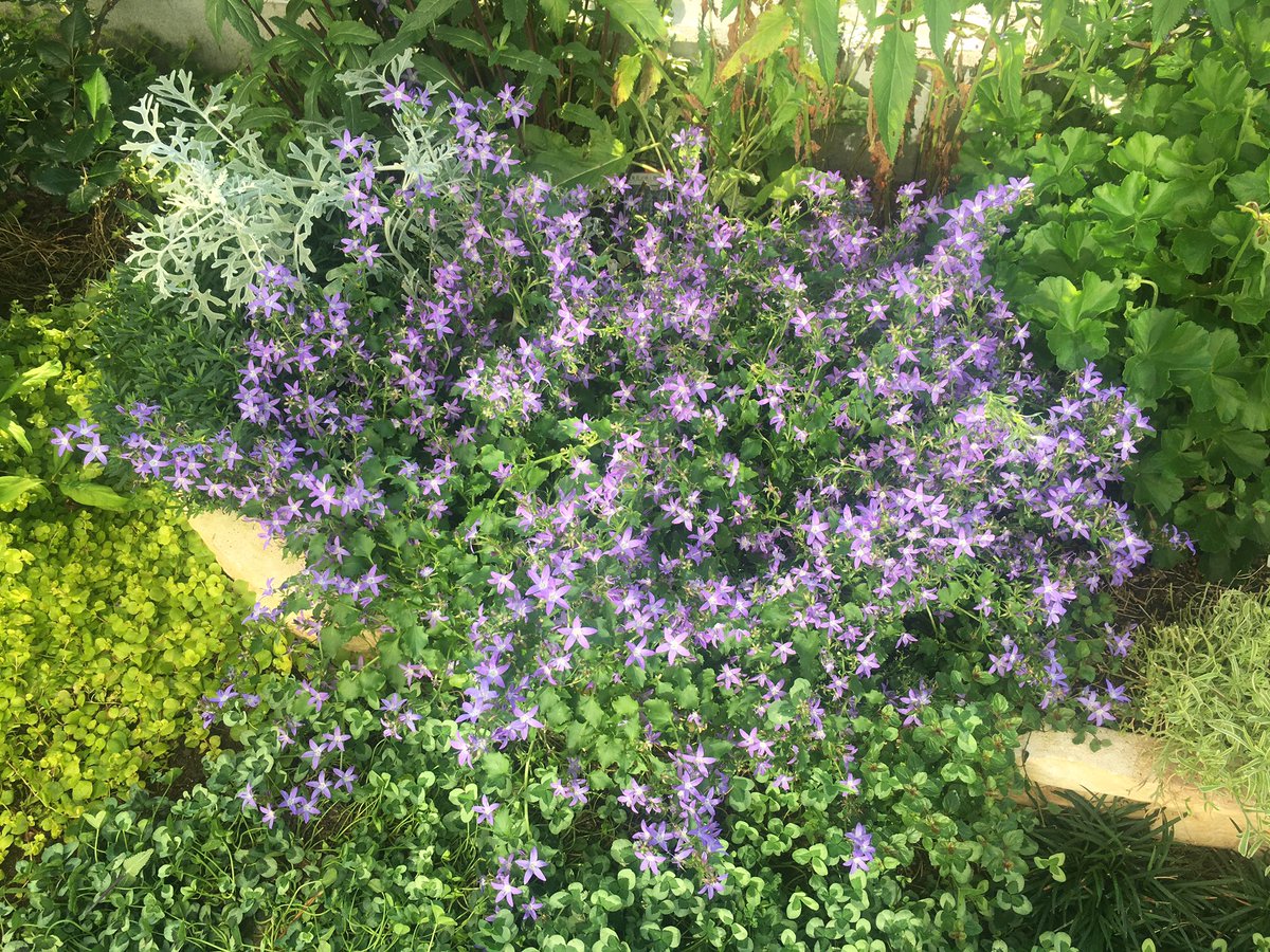 あんえい ズボラな週末ガーデニング Twitter ನಲ ಲ おはようございます カンパニュラ アルペンブルーの勢いが止まらない ポット苗ひとつからここまで広がるとは 現在直径80cmくらい 低めの視点だと 青いお星様がどこまでも続いている感じで魅了されて