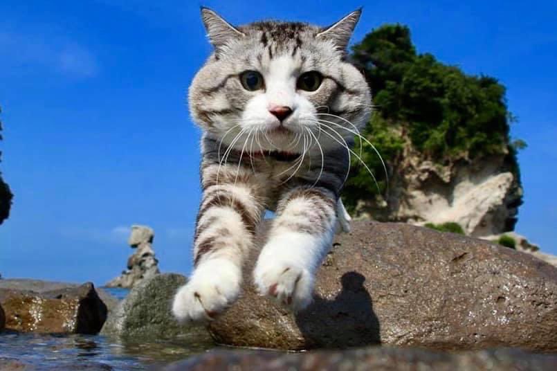 tabineko_nyan's tweet photo. 飛ぶ猫❣️ https://t.co/cqs7sN2JgF