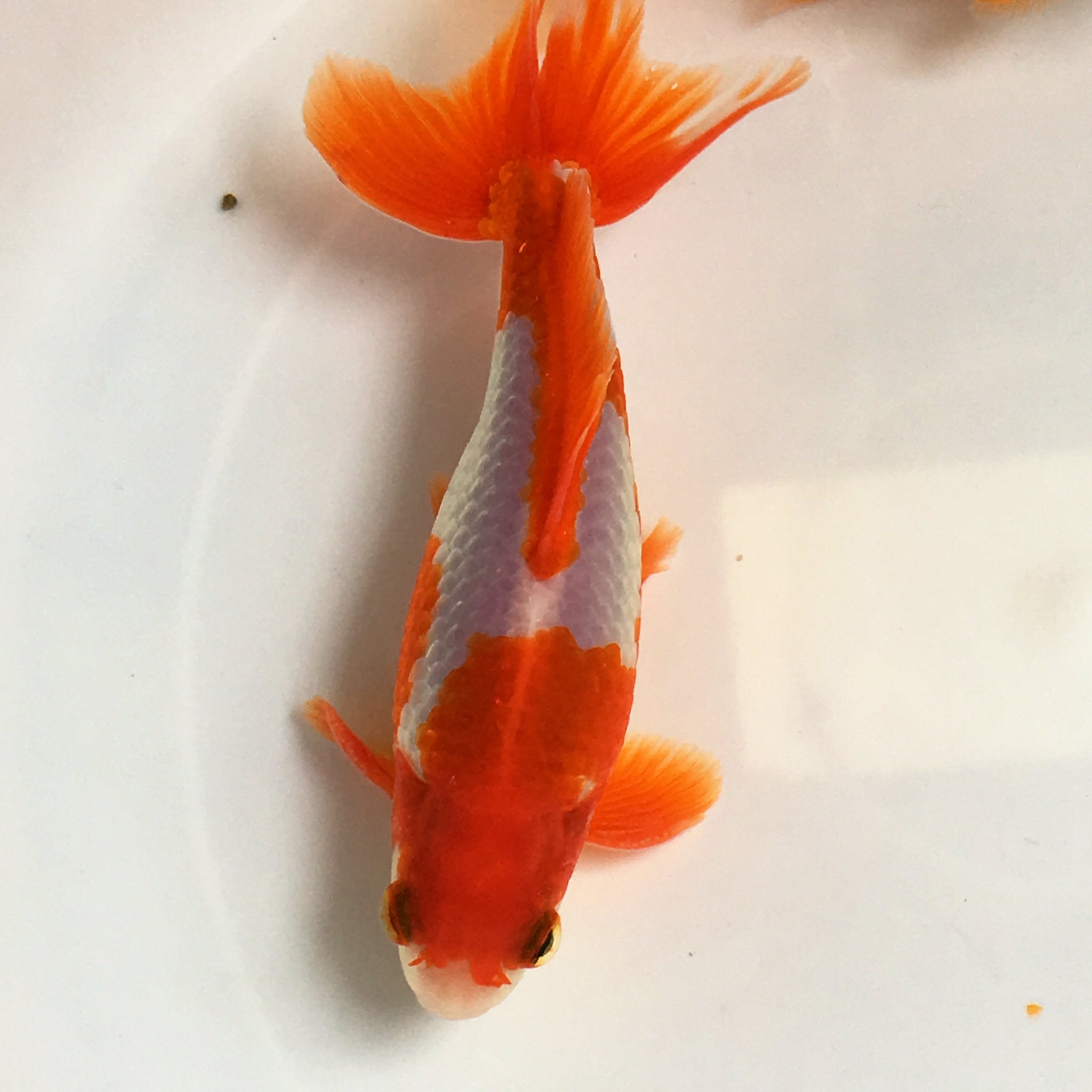 浮田 Paul 金魚備前守 和金氏 16年生まれ 実物はもっと白い鱗が キラキラしてるけど 主の写真技術の限界 金魚 和金 T Co H3kbvycz0x Twitter